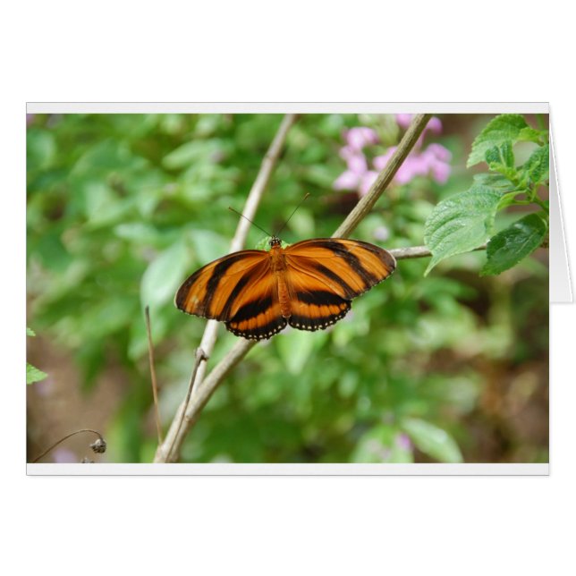 Cartão Borboleta Listra de Tigre (Frente Horizontal)