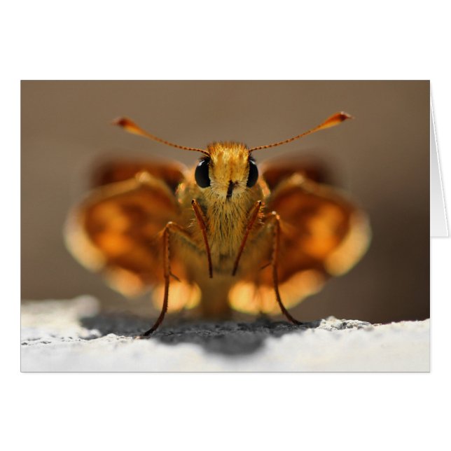 Cartão Borboleta Me Olhando (Frente horizontal)