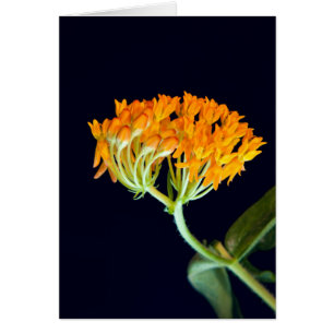 Cartão Borboleta Milkweed Blooms