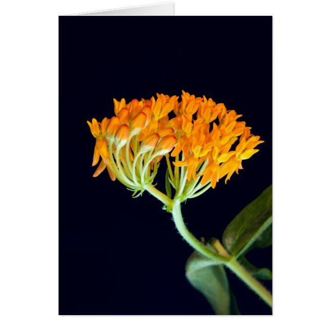 Cartão Borboleta Milkweed Blooms (Frente)