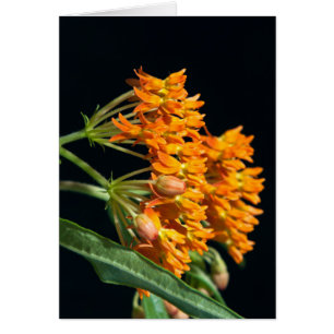 Cartão Borboleta Milkweed Florets e Buds em Preto