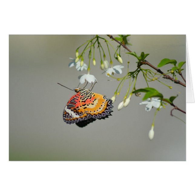 Cartão Borboleta Monarca (Frente Horizontal)