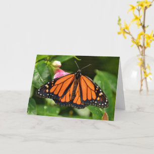 Cartão Borboleta Monarca Fotografia da Natureza Branco