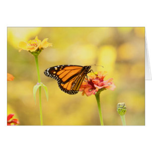 Cartão Borboleta Monarca na Zinnia