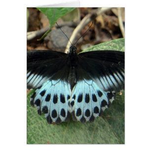 Cartão Borboleta Mórmon Iridescente Azul
