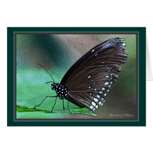 Cartão Borboleta no Aqua