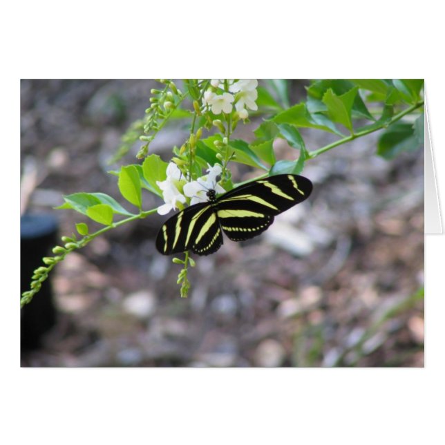 Cartão Borboleta no Resto (Frente Horizontal)