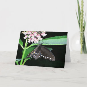 Cartão Borboleta Noturna Black Swallowtail em Shenandoah
