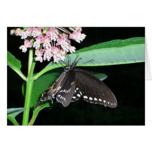 Cartão Borboleta Noturna Negra Swallowtail em Shenandoah