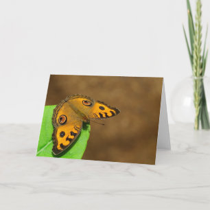 Cartão Borboleta Pansy Peacock
