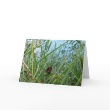 Borboleta perto do rio