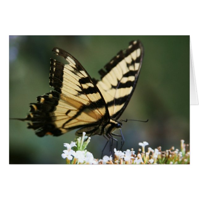 Cartão "borboleta" por Larry Coressel (Frente Horizontal)