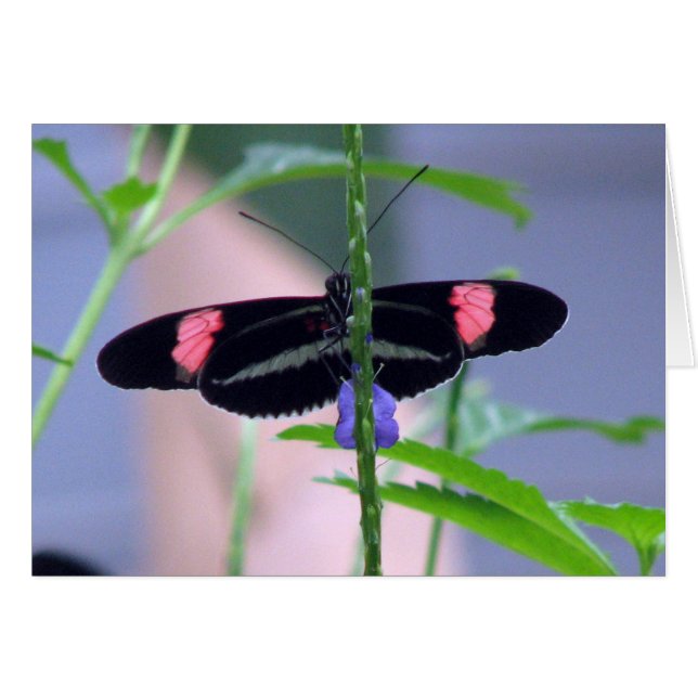 Cartão Borboleta Preta com flor azul (Frente Horizontal)
