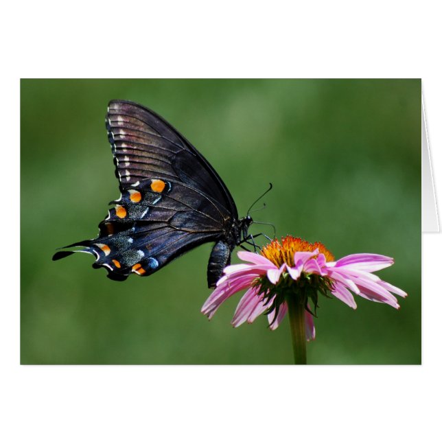 Cartão Borboleta preta de Swallowtail em Coneflower (Frente Horizontal)