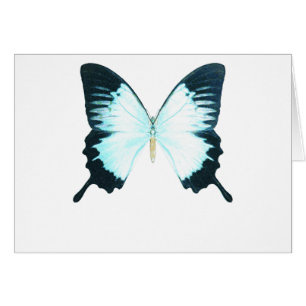 Cartão Borboleta real do pavão