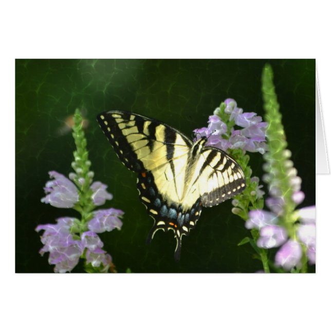 Cartão Borboleta Shimmering (Frente Horizontal)