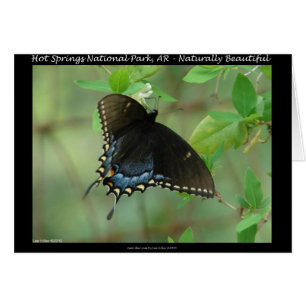 Cartão Borboleta Swallowtail do Parque Nacional dos Prima