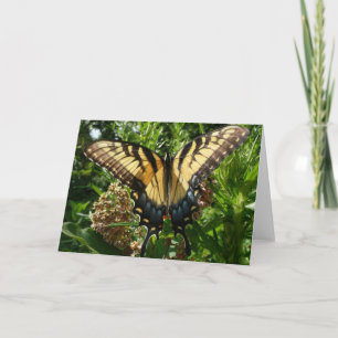 Cartão Borboleta Swallowtail III Linda Foto Colorida