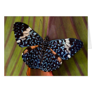 Cartão Borboleta tropical