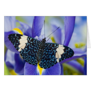 Cartão Borboleta Tropical Puro Íris