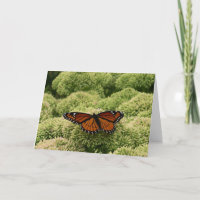 Borboleta Viceroy Belo Caráter Fotografia