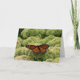 Cartão Borboleta Viceroy Belo Caráter Fotografia