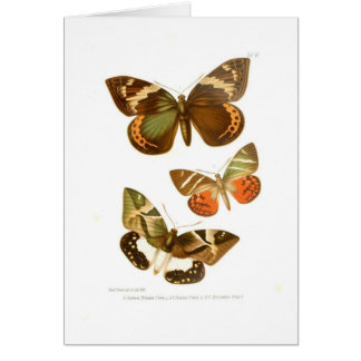 Cartão Borboletas