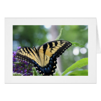 Cartão Borboletas