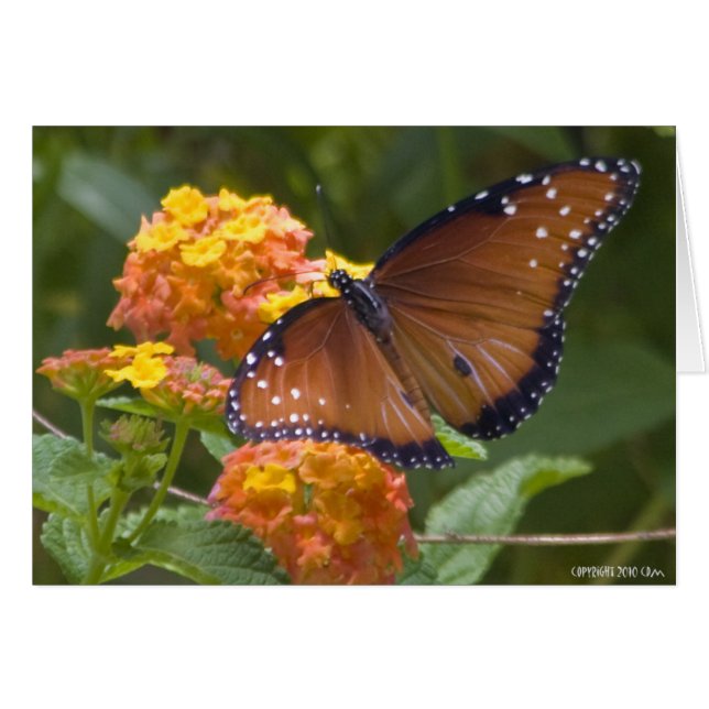 Cartão Borboletas 033 (Frente horizontal)