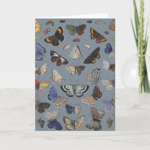 Cartão Borboletas, 1842