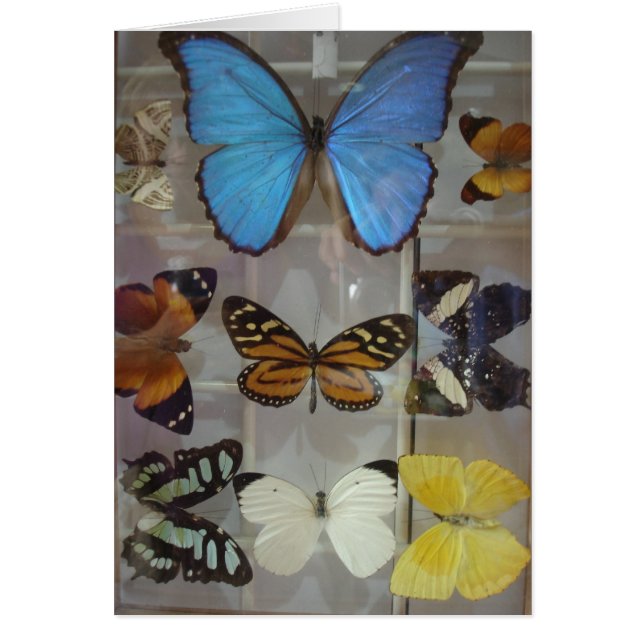 Cartão Borboletas de Panamá (Frente)