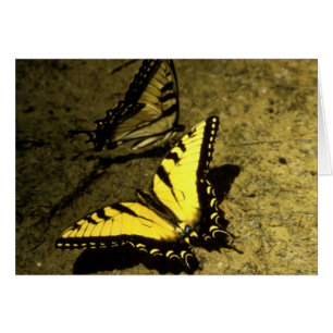Cartão Borboletas de Swallowtail de Tigre
