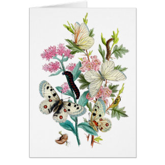 Cartão Borboletas do Verão