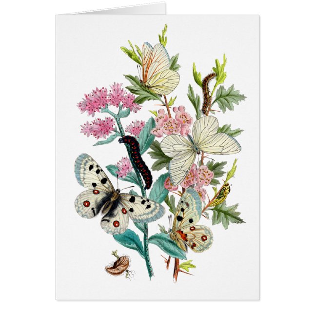 Cartão Borboletas do Verão (Frente)