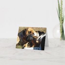 Cartão Borda Collie com Nariz no Ouvido do Mastiff Inglês