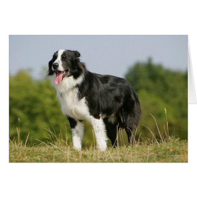 Cartão Borda Collie Panting (Frente Horizontal)
