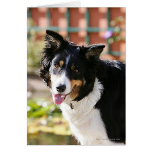 Cartão Borda Collie Panting 1