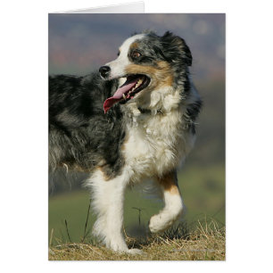 Cartão Borda Collie Panting 2