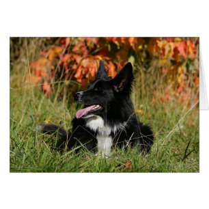 Cartão Borda Collie Panting Deitado