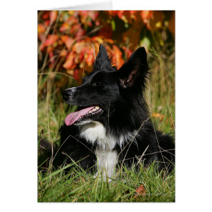 Cartão Borda Collie Panting Deitado