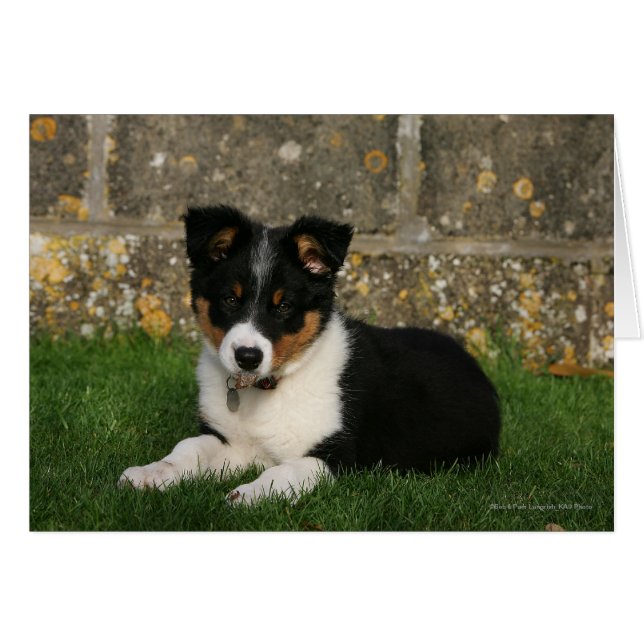 Cartão Borda Collie Puppy com Folha na Boca (Frente Horizontal)