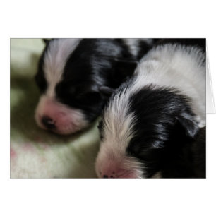 Cartão Borda Collie Recém-Nascidos