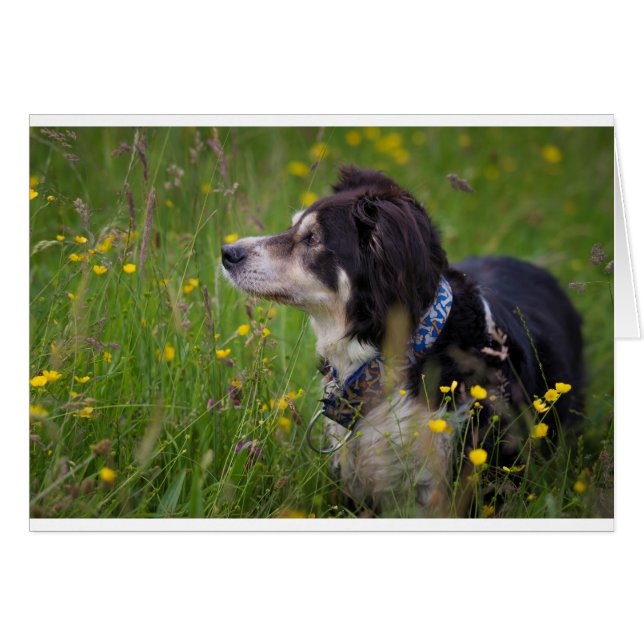 Cartão Borda nos copos de manteiga (Frente Horizontal)