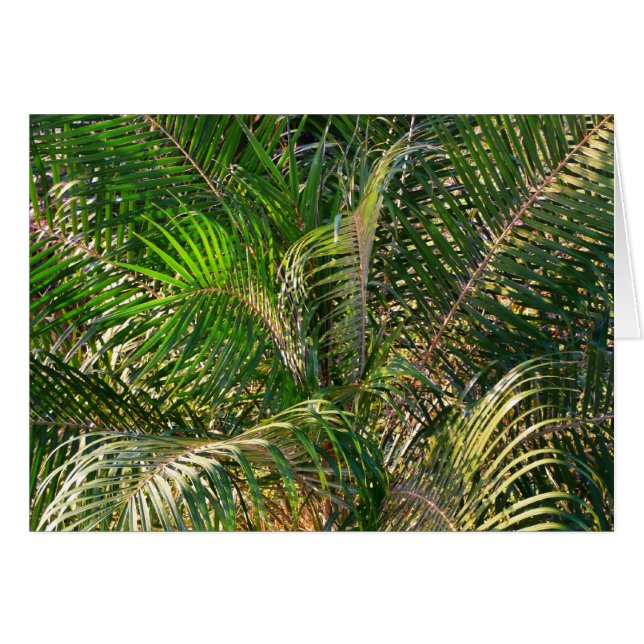 Cartão Bordas Tropicais de Palm Lit Sunset (Frente Horizontal)