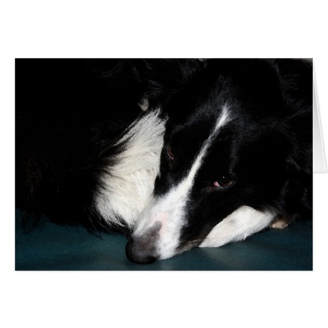 Cartão Border Collie (Frente Horizontal)