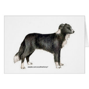 Cartão Border Collie