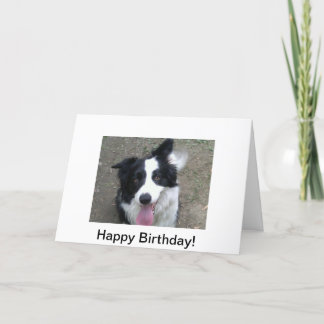 Cartão Border Collie Birthday Card