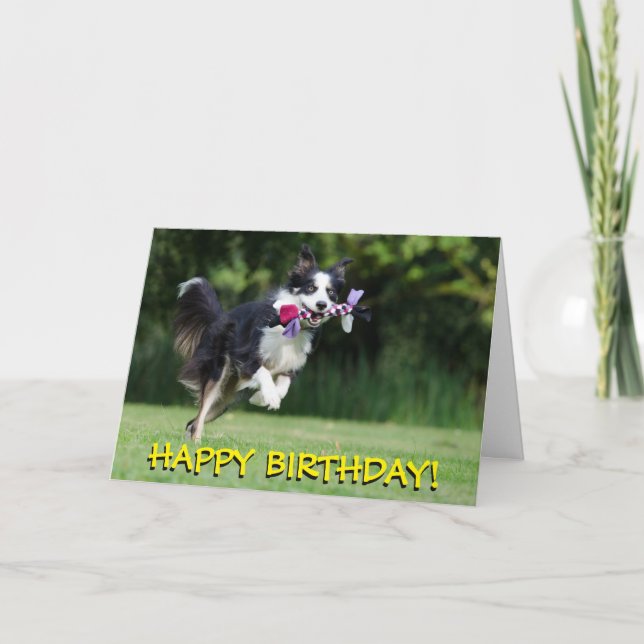 Cartão Border collie dog birthday card (Frente)