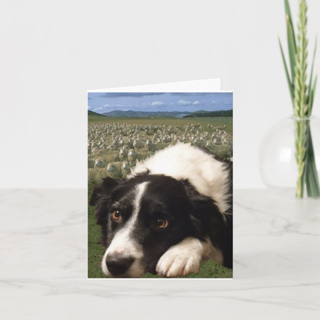 Cartão Border Collie Dreams Notecard (Frente)