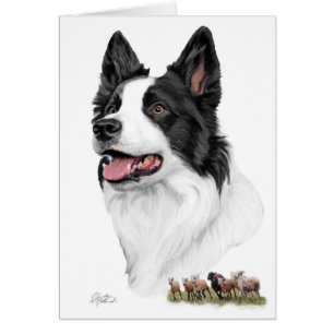 Cartão Border collie e carneiros